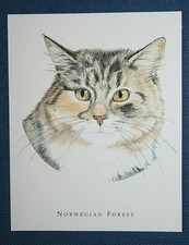 NORWEGIAN FOREST CAT