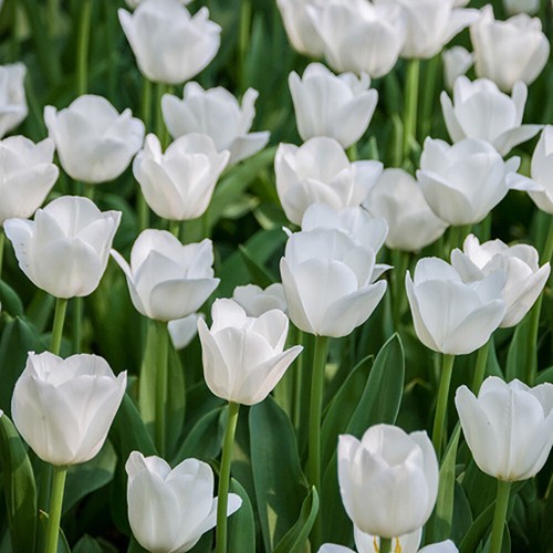 Tulip triumph white pack of - tulip,