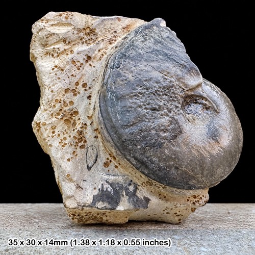 Fossil ammonite berniceras - fossil,