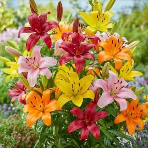 Imported winter asiatic lily - imported,