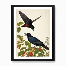 Raven james audubon vintage - raven,