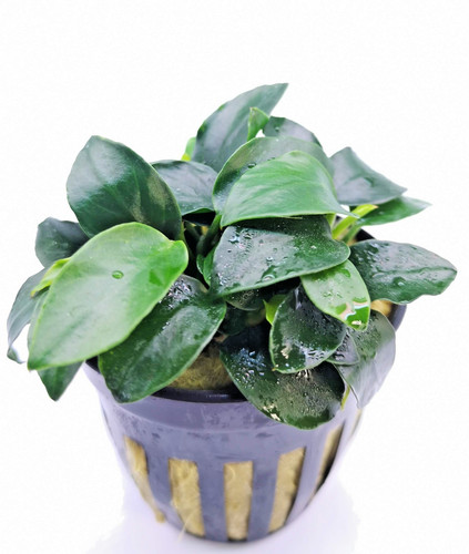 Anubias nana petite live - x,