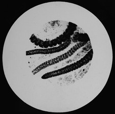 CONFERVOID ALGA 1894 OLD MICROSCOPE PHOTO Magic Lantern Slide VICTORIAN SCIENCE