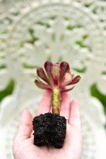 LIVE PLANTS - Aeonium 'Rosie