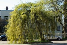 BETULA PENDULA - YOUNGII   50