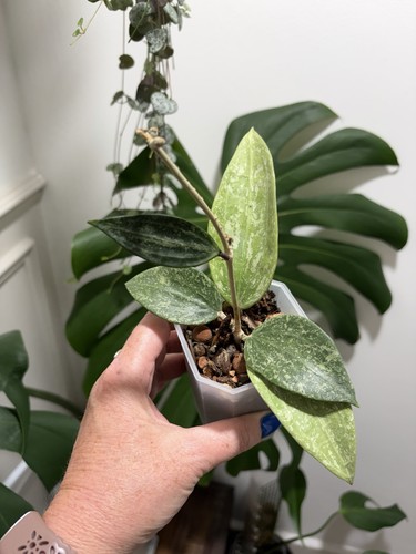 Hoya rangsan plant growing - hoya,