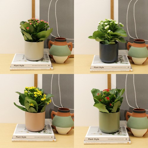 Kalanchoe plant flaming - plant, katy