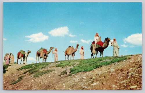 Camel caravan black hills - caravan,