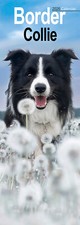 Border Collie Slim 2026 Calendar | Slimline Dog Breed Gift 15% OFF MULTI ORDERS