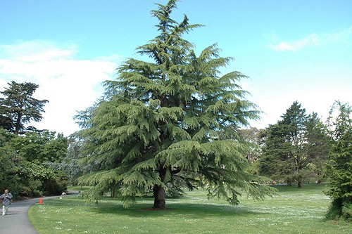 Cedrus deodara deodar - /, cedar