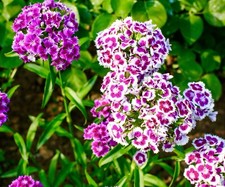 1200x Sweet William Auricula Eyed Large Flower Mix Seeds - Dianthus