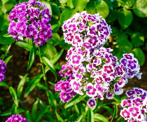 1200x sweet william - 1200x, auricula