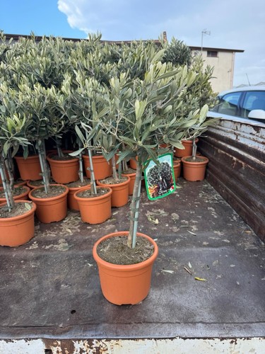 Olive tree pot foot - pot,