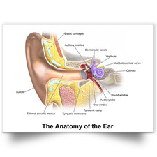 Human Anatomy Of The Ear Medicinal Learning Educational Poster A5-A1 Poster