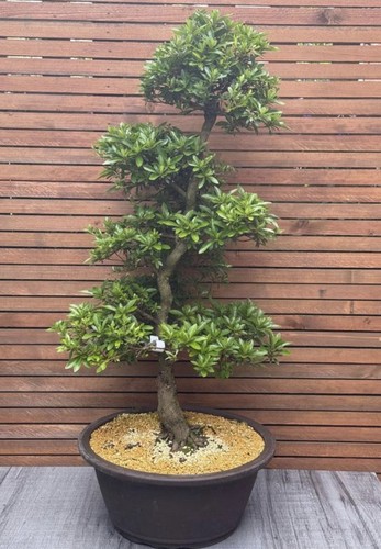 Satsuki azalea finished bonsai - satsuki,