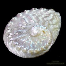 Pearlised abalone shell 9cm - pearlised,