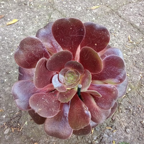 Black succulent plant aeonium - succulent, plant,