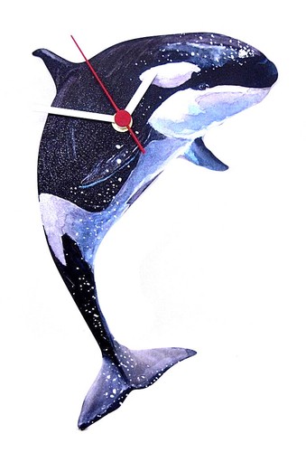 Orca killer whale - orca,
