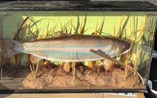 Don Sharp Taxidermy Rainbow
