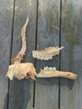 Ethically Sourced Red Deer Jaw/Skull Fragments And Roe Deer Skull Cap