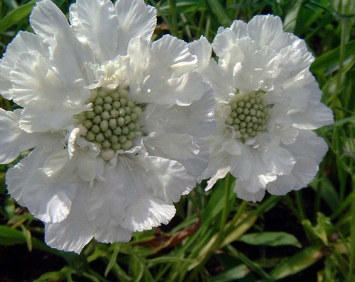 Perennial scabiosa knautia - perennial,