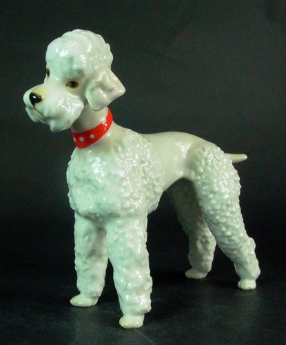 Lovely dog poodle - dog,