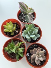 Succulent Colourful Mix - 5
