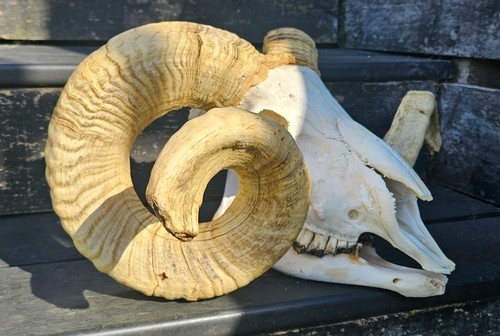 Ram skull taxidermy - ram,
