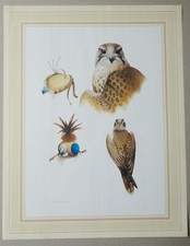 LAMBERT Lanner Falcon, Falco biarmicus , Vintage Print