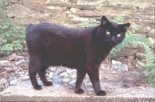 Manx inspirations cat - manx,