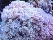 Pulse coral Xenia frag White