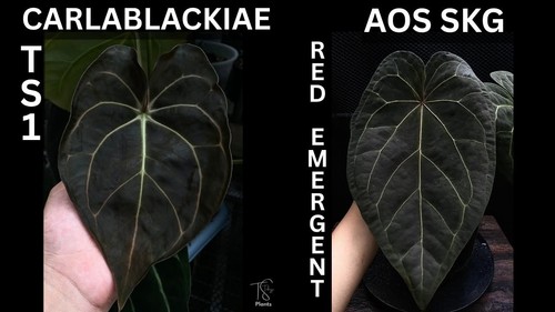 Anthurium carlablackaie aos - anthurium, x