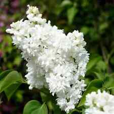 Syringa Vulgaris White Lilac Tree - Lemoine  XXL Large 3Lt Pot - Flowering Shrub