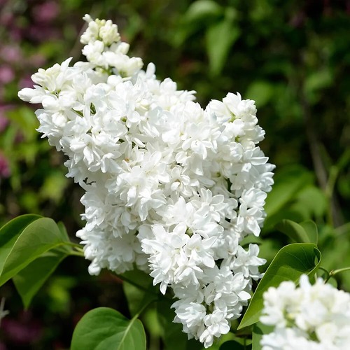 Syringa vulgaris white lilac - syringa,