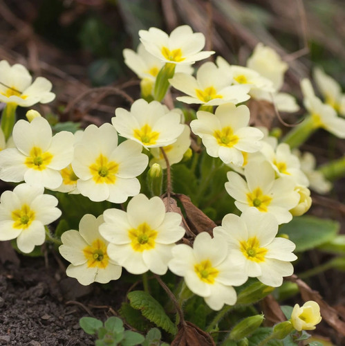 Primula everlast - 'everlast', |