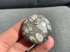 Polished Fossil Coral
