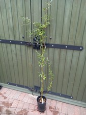 Lg 4ft Twisted CORKSCREW