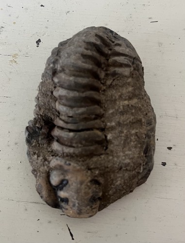 Distinctive enrolled trilobite - enrolled,