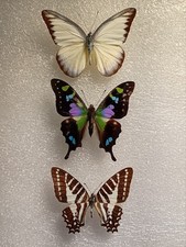 Butterfly Set Specimen Bundle