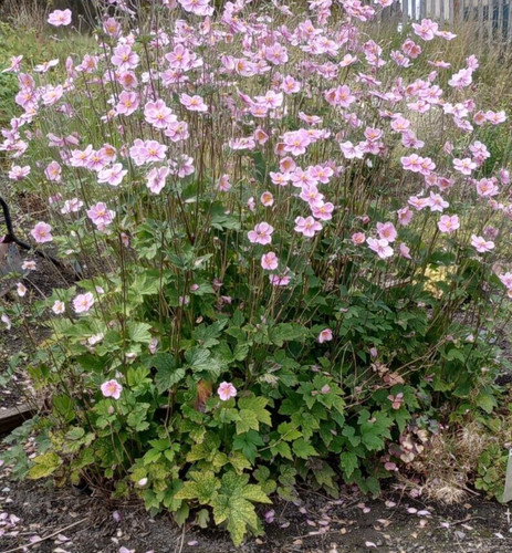 200 seeds pink anemon - pink, x