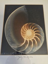 William A. Conklin X-Ray  & Color Photo Diptych Chambered Nautilus Studio TORNO