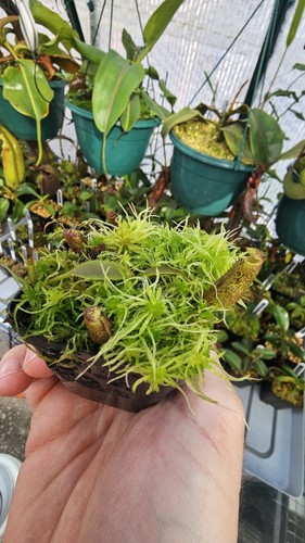 Nepenthes appendiculata - nepenthes,