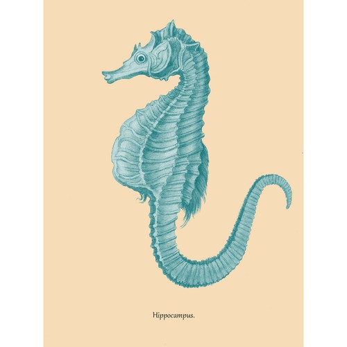 Sea horse hippocampus blue - sea,