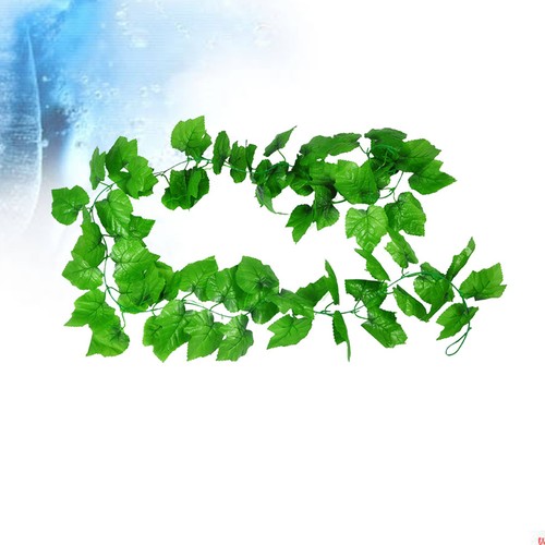 Reusable green grape leaves - grape,