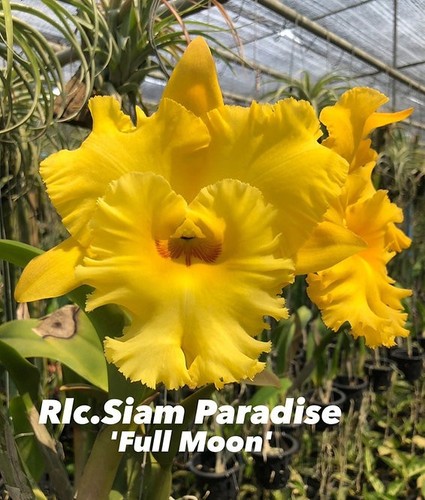 Rare cattleya rlc siam - cattleya/, rlc.