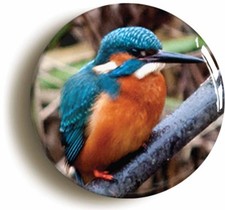 KINGFISHER BIRD WATCHING BADGE