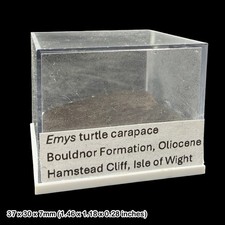 Emys Turtle Carapace Fossil