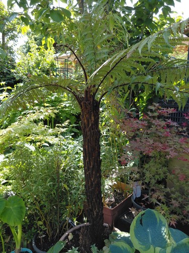 Dicksonia squarrosa tree - tree, fern