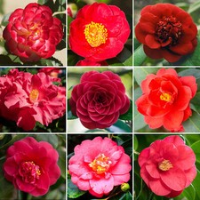 Red Camellia Shrub | Vibrant Evergreen Potted Outdoor Garden Ready Plant
