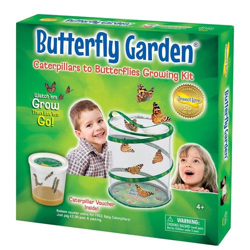 Butterfly garden insect - butterfly,